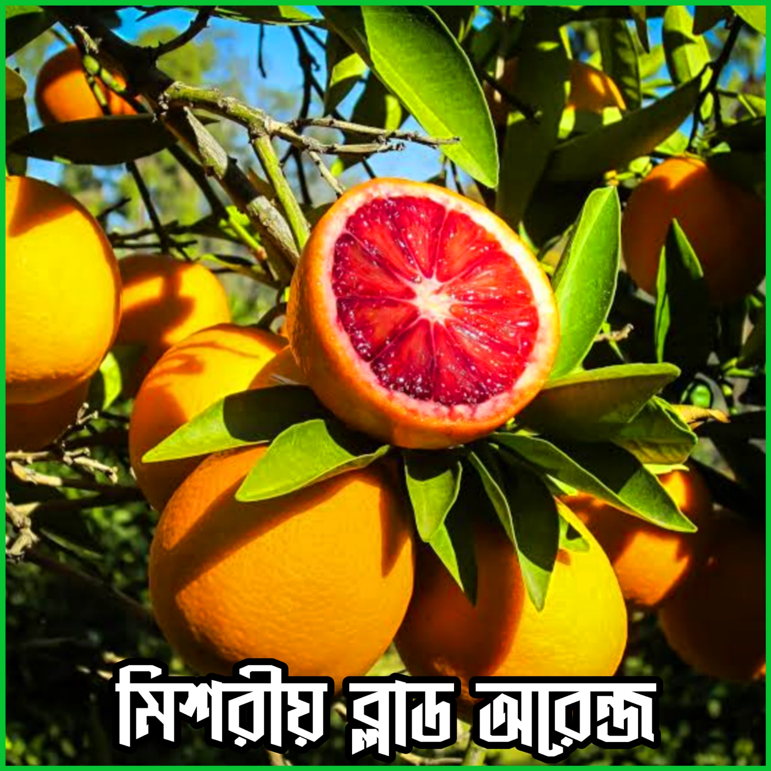 {"remix_data":[],"remix_entry_point":"challenges","source_tags":["local"],"origin":"unknown","total_draw_time":277505,"total_draw_actions":2,"layers_used":2,"brushes_used":0,"photos_added":0,"total_editor_actions":{},"tools_used":{"border":1,"adjust":1,"resize":1},"is_sticker":false,"edited_since_last_sticker_save":true,"containsFTESticker":false}