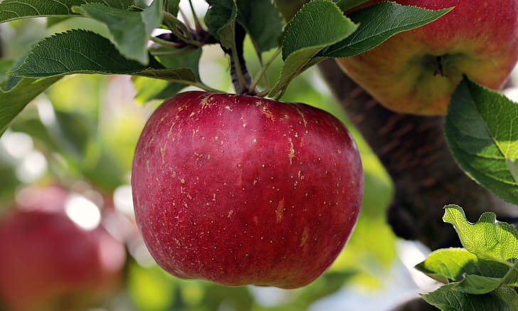 apple-red-red-apple-apple-orchard-preview