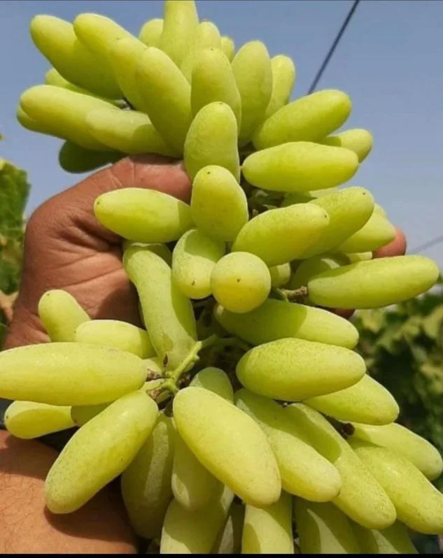 fresh-long-green-grapes-1730263632-7662765